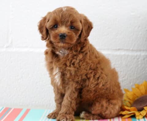 Bentley Maltipoo2
