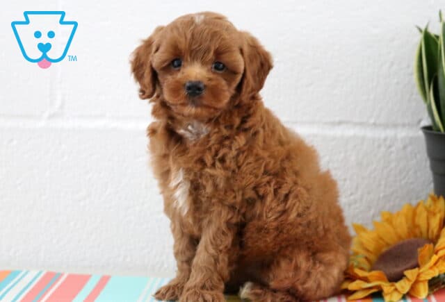 Bentley Maltipoo2 image