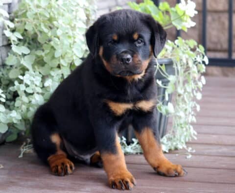 Bentley Rottie
