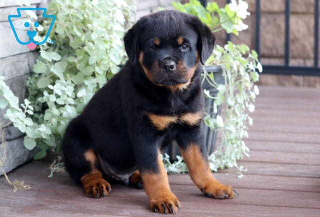 Adorable Rottweiler puppy with rich black and tan fur sitting upright on a wooden deck, framed by lush green potted plants and looking directly at the camera with a calm expression. image