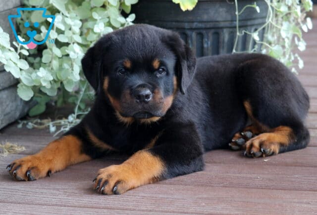 Sweet Rottweiler puppy with shiny black and tan markings lying comfortably on a wooden deck in front of a potted plant, gazing softly at the camera. image