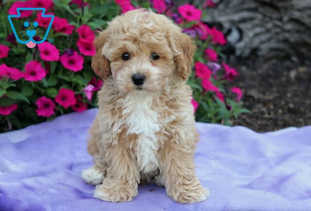 Adorable light apricot Bichpoo puppy with a fluffy white chest sitting on a lavender blanket in front of a bed of vivid pink flowers. image