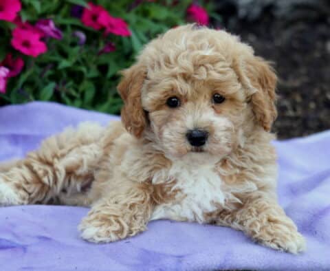 Curly-coated apricot and white Bichpoo puppy laying on a light purple blanket with bright pink flowers in the background.