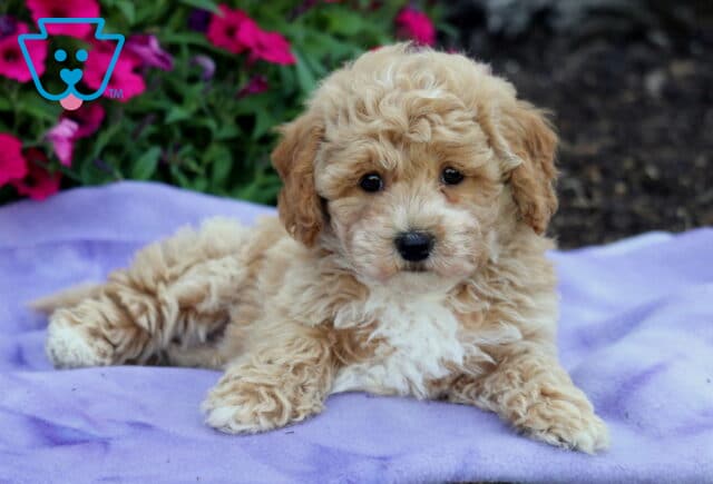 Curly-coated apricot and white Bichpoo puppy laying on a light purple blanket with bright pink flowers in the background. image