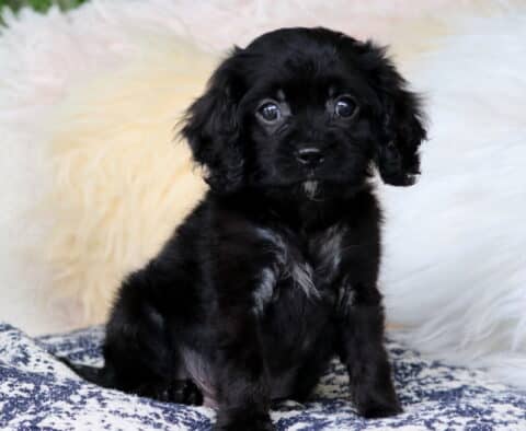 Bingo Cavapoo