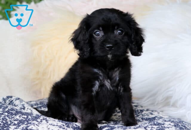 Bingo Cavapoo image