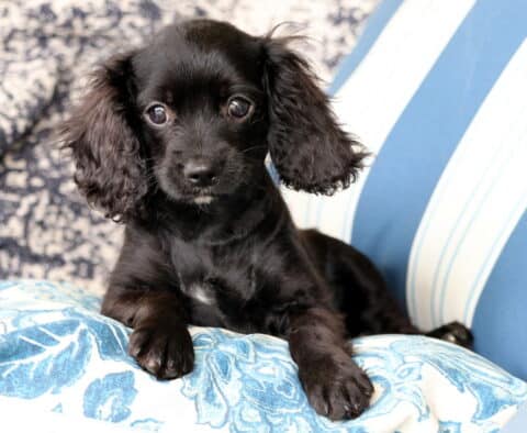 Adorable black Cavapoo puppy with curly ears lounging on a striped blue cushion, looking curious with wide eyes.