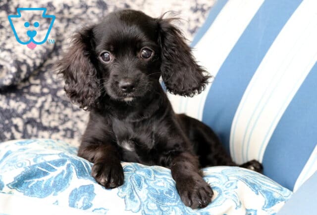 Adorable black Cavapoo puppy with curly ears lounging on a striped blue cushion, looking curious with wide eyes. image