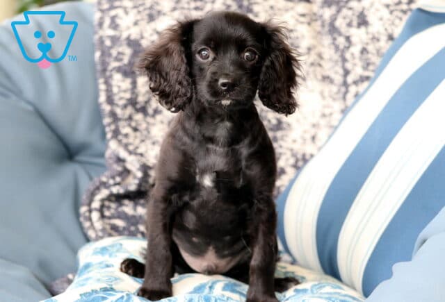Black Cavapoo puppy with a white patch on its chest sitting upright on a blue patterned cushion, looking alert and curious. image