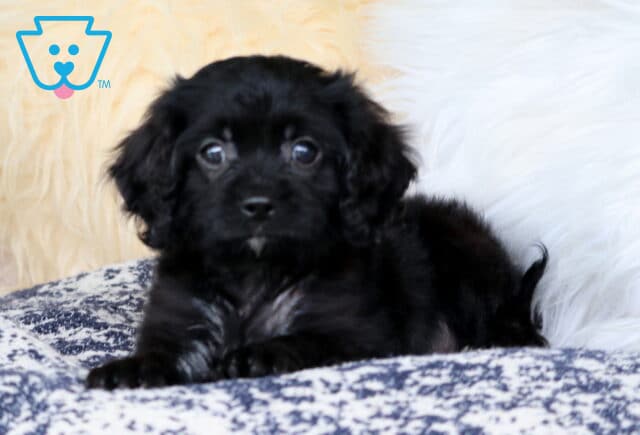 Bingo Cavapoo2 image