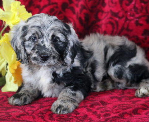 Biscuit Cockapoo