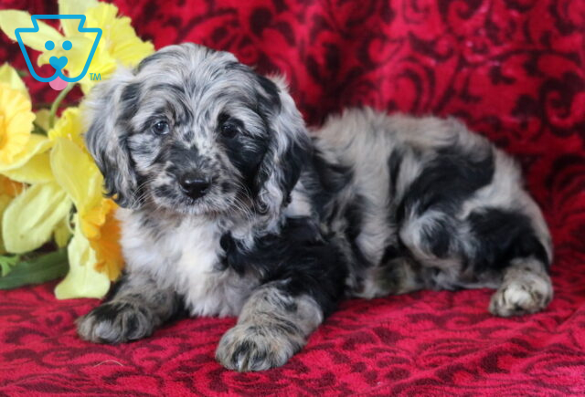 Biscuit Cockapoo image