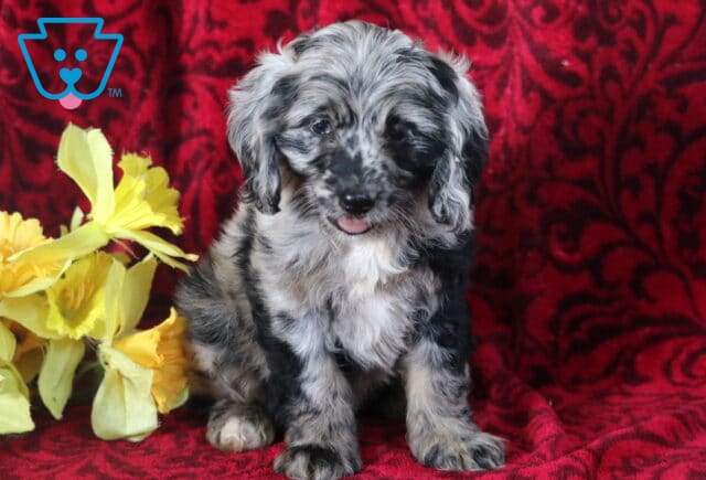 Biscuit Cockapoo2 image