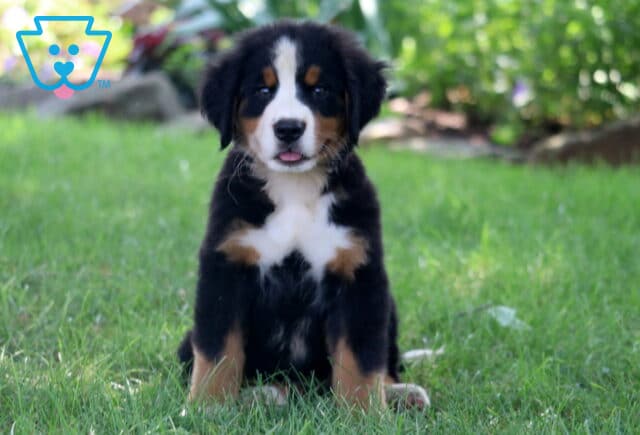 Sweet Bernese Mountain Dog puppy sitting on the grass with its tongue peeking out, surrounded by lush greenery in the background. image