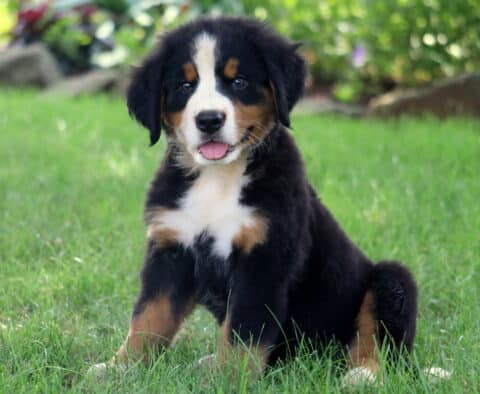 Adorable Bernese Mountain Dog puppy sitting on green grass with its tongue out and a happy expression, surrounded by a softly blurred garden background.