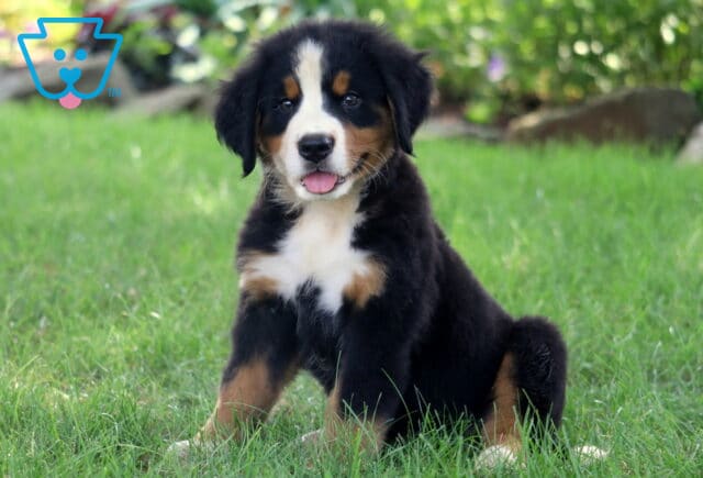 Adorable Bernese Mountain Dog puppy sitting on green grass with its tongue out and a happy expression, surrounded by a softly blurred garden background. image