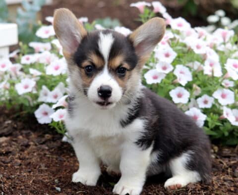 Blake Corgi