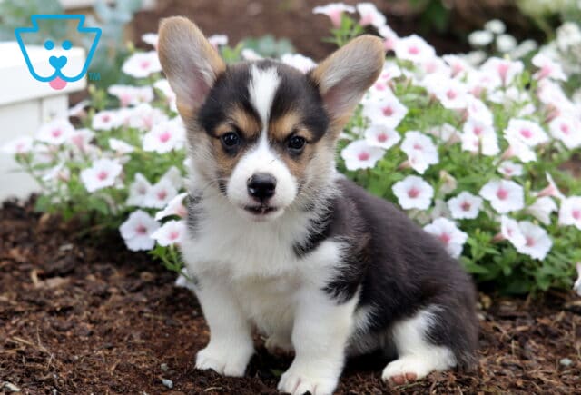 Blake Corgi image