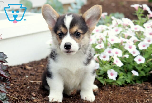 Blake Corgi2 image