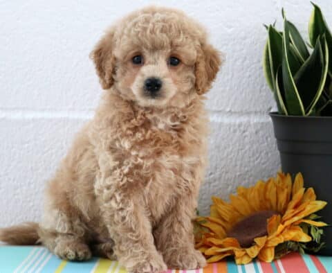 Blake Maltipoo