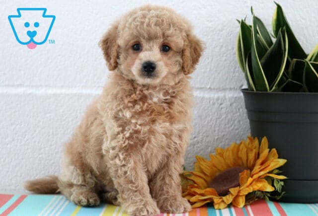 Blake Maltipoo image