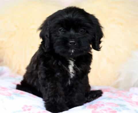 Blossom Cavapoo