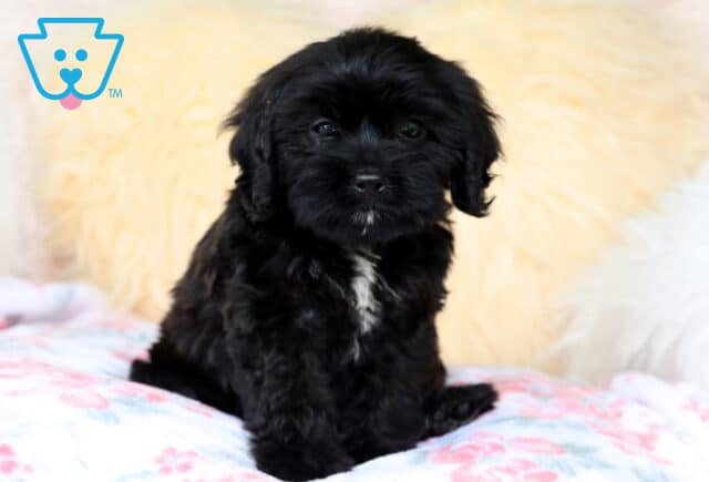 Blossom Cavapoo image