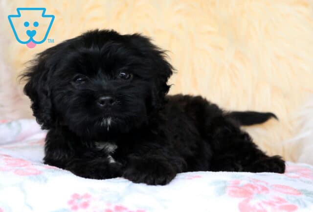 Blossom Cavapoo2 image