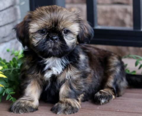 Adorable brindle Shih Tzu puppy with a white chest patch sitting on a wooden deck beside bright green leaves and a large yellow sunflower.
