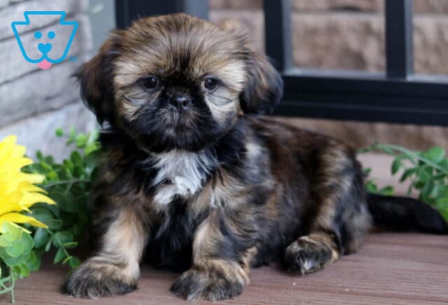 Adorable brindle Shih Tzu puppy with a white chest patch sitting on a wooden deck beside bright green leaves and a large yellow sunflower. image