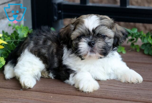 Fluffy Shih Tzu puppy with a mix of white and brown fur lounging on a wooden deck, surrounded by green leaves and a sunflower in the background. image