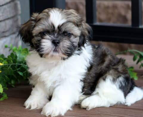 Fluffy Shih Tzu puppy with a white chest and paws, brown and black markings, and a curious expression sitting on a wooden deck near a sunflower and green plants.