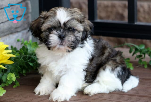 Fluffy Shih Tzu puppy with a white chest and paws, brown and black markings, and a curious expression sitting on a wooden deck near a sunflower and green plants. image