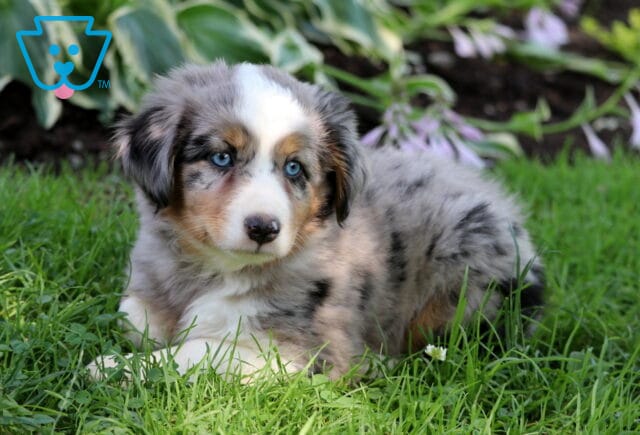 Blue Mini Australian Shepherd image