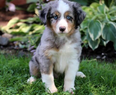 Blue Mini Australian Shepherd2