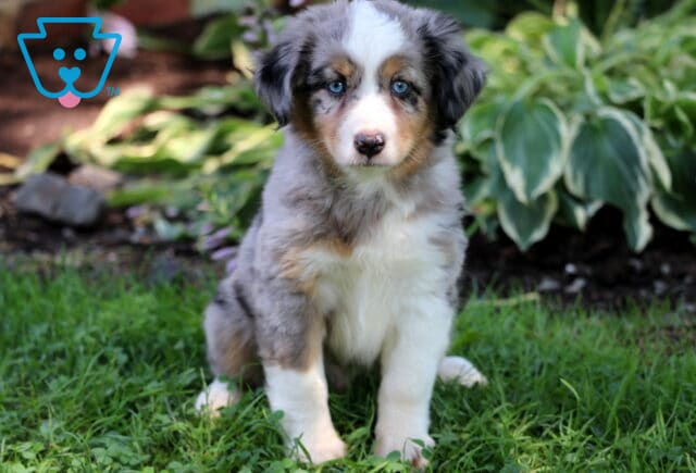 Blue Mini Australian Shepherd2 image