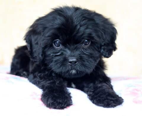 Blueberry Cavapoo