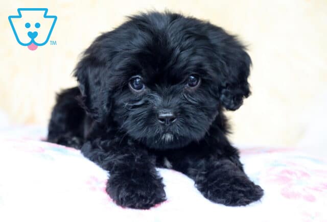 Blueberry Cavapoo image