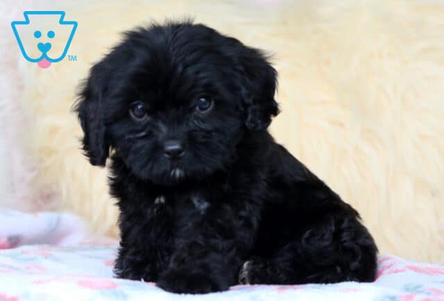 Blueberry Cavapoo2 image