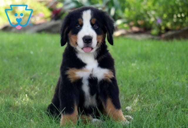 Sweet Bernese Mountain Dog puppy sitting upright in the grass with its tongue slightly out, surrounded by a bright and leafy garden backdrop. image