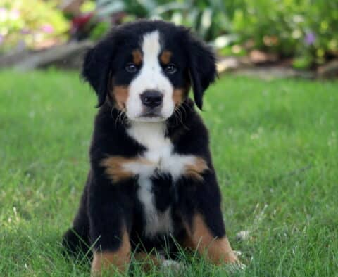 Adorable Bernese Mountain Dog puppy sitting attentively in the grass, looking straight ahead with a calm and gentle expression.