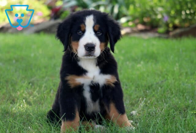 Adorable Bernese Mountain Dog puppy sitting attentively in the grass, looking straight ahead with a calm and gentle expression. image