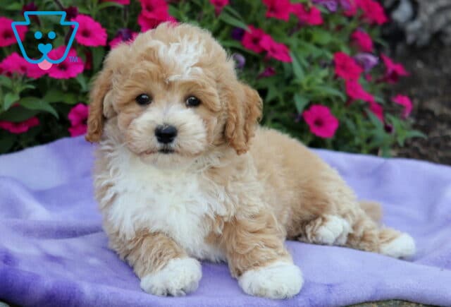 Adorable apricot and white Bichpoo puppy lying on a light purple blanket, with bright pink flowers blooming in the background. image