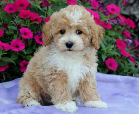 Fluffy apricot and white Bichpoo puppy sitting sweetly on a purple blanket with bright pink flowers blooming in the background.