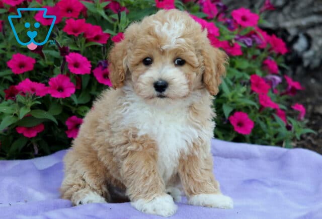 Fluffy apricot and white Bichpoo puppy sitting sweetly on a purple blanket with bright pink flowers blooming in the background. image