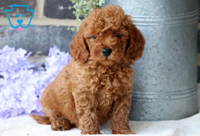Boris Mini Goldendoodle image
