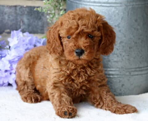Boris Mini Goldendoodle2
