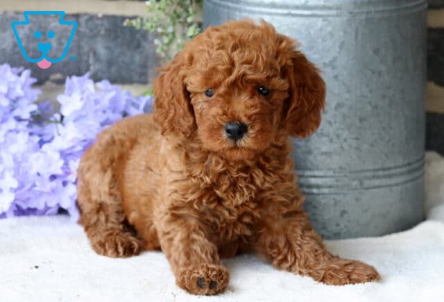 Boris Mini Goldendoodle2 image