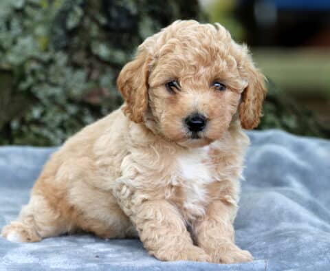 Curly-coated apricot Bichpoo puppy with a white chest patch, sitting on a gray blanket in front of a mossy tree, looking calmly into the camera.