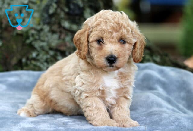 Curly-coated apricot Bichpoo puppy with a white chest patch, sitting on a gray blanket in front of a mossy tree, looking calmly into the camera. image